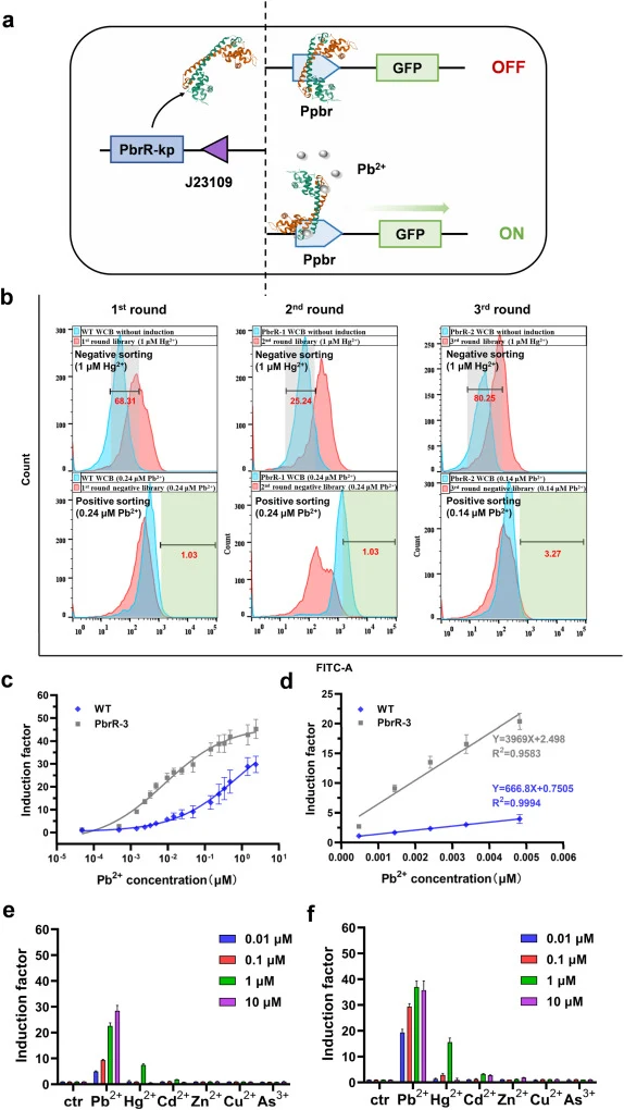 Construction and directed evolution of wild-type lead ion biosensors. a. Working principle of Pb2+ WCB. b. Three rounds directed evolution of PbrR-kp gene via a negative/positive FACS strategy. Using the template biosensor from each round without induction as controls, the negative gate was defined