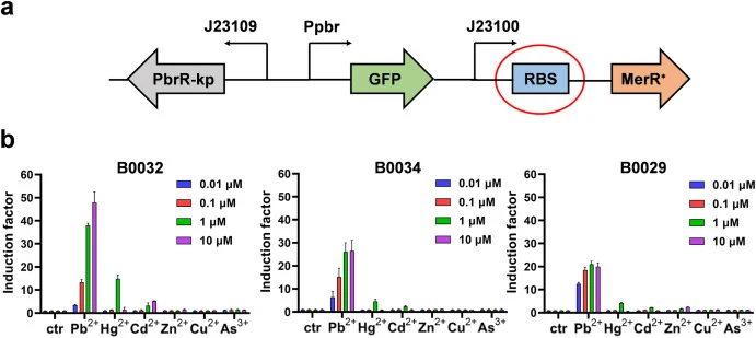 基于TF屏蔽策略的PbrR-3 WCB优化特异性。a. 基于TF屏蔽优化原理的Pb2+ WCB策略优化示意图。b. 不同RBS控制下含MerR∗的Pb2+ WCB对不同重金属离子的特异性比较。