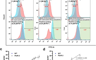 转录因子屏蔽策略构建高特异性高灵敏度Pb²⁺全细胞生物传感器