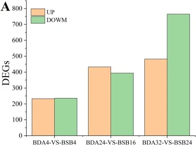 Transcriptomic analysis of DEGs and functional enrichment at different fermentation stages. (A). (BD) GO function distribution of differentially expressed genes in the comparisons: BDA4 vs BSB4 (B), BDA24 vs BSB16 (C), and BDA32 vs BSB24 (D). (E–J) KEGG pathway enrichment analysis of differentially