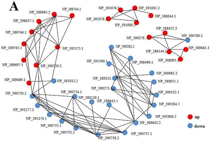 Protein-protein interaction network analysis of differentially expressed proteins and detailed interaction interfaces. Interaction network of differentially expressed proteins (A). Molecular docking interaction diagram between alsD and alsS (B). Molecular docking interaction diagram between alsD and