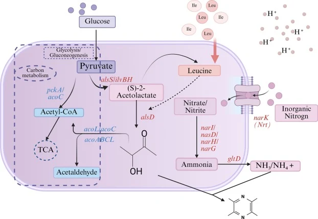 Proposed metabolic regulation mechanism of TTMP biosynthesis. The diagram integrates glycolysis, pyruvate metabolism, the TCA cycle, branched-chain amino acid metabolism, and nitrogen metabolism pathways. Blue indicates down-regulated genes/proteins, and red indicates up-regulated genes/proteins Abb