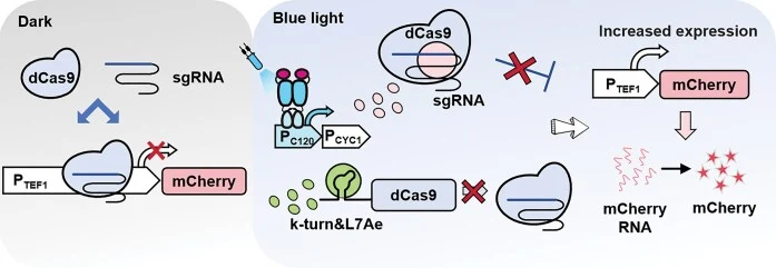 Multi-level precise regulation of gene transcription in the 