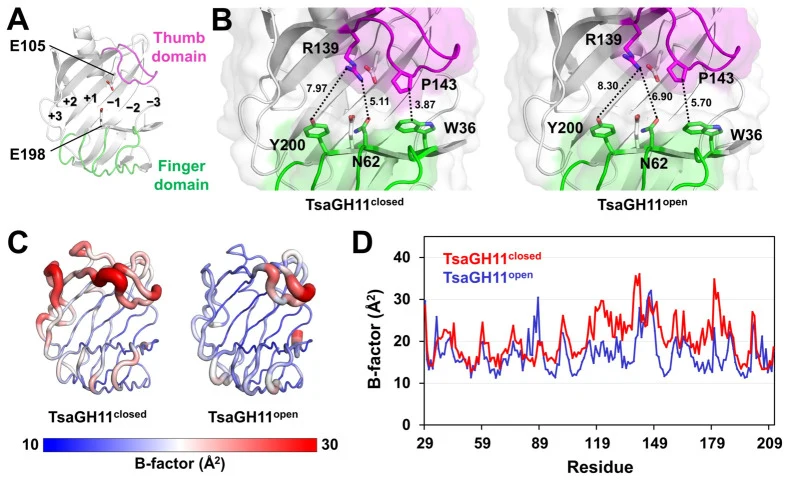 High-resolution crystal structure of TsaGH11. ( A ) Cartoon representation of TsaGH11. ( B ) Surface structure of the closed and open conformations of TsaGH11. ( C ) B-factor putty analysis of the closed and open conformations of TsaGH11. ( D ) B-factor plot of the closed (red) and open (blue) confo