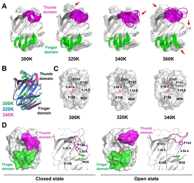 Temperature-dependent conformational dynamics of TsaGH11 closed revealed by MD simulations. ( A ) Structural ensembles of TsaGH11 closed extracted from MD trajectories at 300, 320, 340, and 360 K. Regions exhibiting relatively high fluctuations and positional shifts are indicated by red arrows. ( B