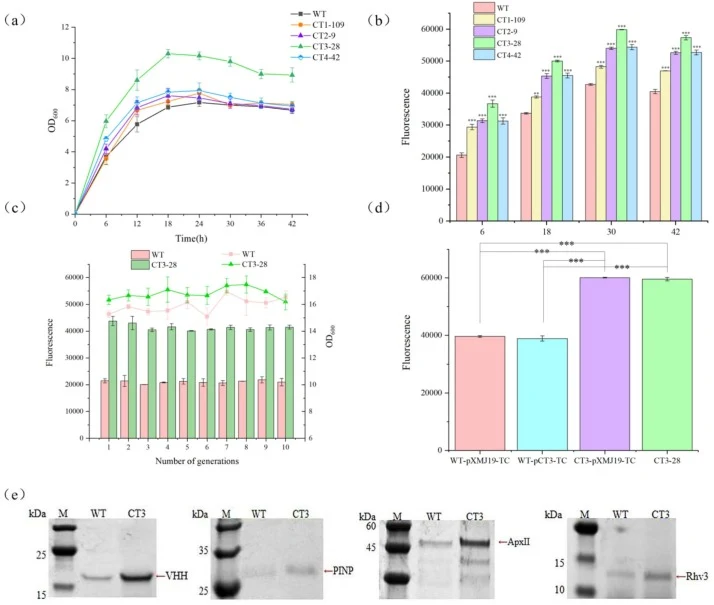 Analysis of the stability and general applicability of protein production in mutant strains. (a) Verification of growth stability in mutant strains. (b) Fluorescence values of mutant strains growth. Error bars represent the mean ± s.d. from three independent biological replicates. Statistical signif