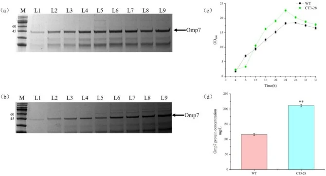 Analysis of Omp7 Expression in WT and CT3-28 Strains at the 5-L Fermenter Scale. (a) SDS-PAGE analysis of Omp7 expression in the WT strain. M: Protein molecular weight marker; Lanes L1-L9: Samples collected at 4, 8, 12, 16, 20, 24, 28, 32, and 36 h, respectively. (b) SDS-PAGE analysis of Omp7 expres
