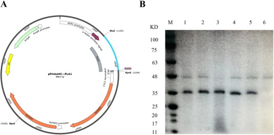 重组磷脂酶A1的表达。(A) 重组构建体pPinkαHC-phospholipase A1的质粒图谱。(B) PichiaPink™菌株中重组蛋白表达的SDS-PAGE分析。注:M:蛋白质分子量标准品;泳道1–5:来自五个不同PichiaPink™菌株的培养上清液。