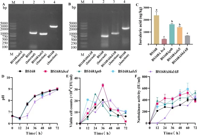 Construction and fermentation trait analysis of engineered knockout strains. (A–B) Junction and internal polymerase chain reaction verification of alsS and bkdAB deletion strains constructed in Bacillus subtilis 168. (C) Isovaleric acid concentration. (D) pH. (E) Viable cell counts. (F) Nattokinase