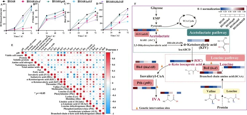 Metabolic pathways associated with isovaleric acid formation. (A) Activity of leucine dehydrogenase (Bcd). (B) Activity of phosphotransbutyrylase (Ptb). (C) Activity of branched-chain α-keto acid dehydrogenase complex (Bkd). (D) Activity of acetolactate synthase (ALS). (E) Pearson correlation networ