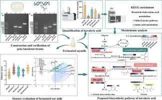 Suppressing isovaleric acid off-flavor in Bacillus subtilis