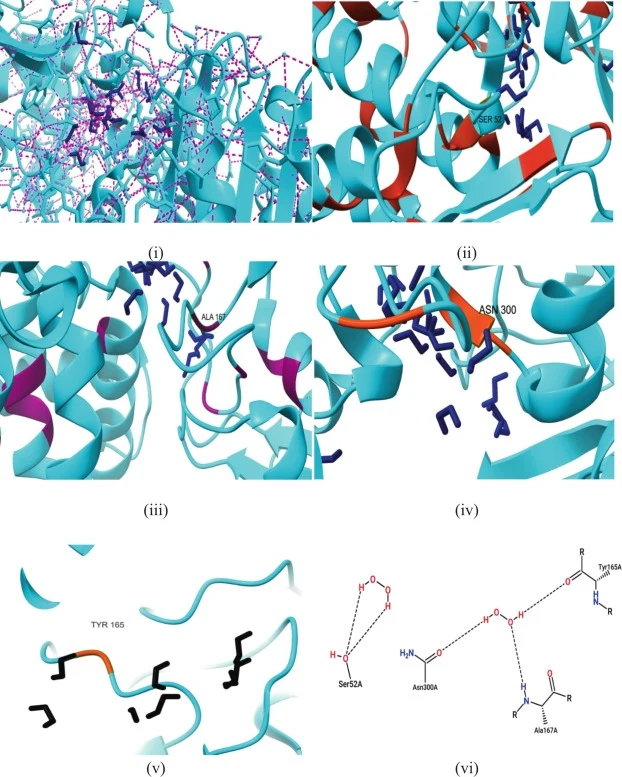 Molecular docking analysis to study interaction between ROS (H2O2) with the PBP4a essential protein found in cell envelope of Bacillus subtilis: (i) overall 3D docking pose for binding of ligand (dark blue) within the active-site cavity of PBP4a with protein surface (sky blue) via hydrogen bonds (pi