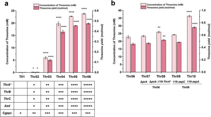 Assembly of a plasmid-free l-threonine synthesis module in the E. coli genome via multigene integration. (a) Chromosomal overexpression of thrA*, thrBC, Cgppc, and asd for l-threonine Biosynthesis. (b) Combined pck deletion and genomic overexpression of thrA* and aspA for l-threonine production. Plu