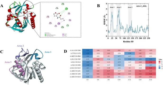 Identification of potential mutation sites in AiiA. (A) Binding model of AiiA with C4-HSL and its active site pocket. (B) RMSF profile of the AiiA-C4-HSL complex based on 100 ns MD simulation. (C) Three highly flexible regions (residues 16–33, 54–76, and 125–147) were identified. (D) Ten candidate m