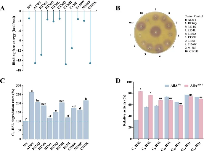 Validation of engineered AiiA mutants. (A) Binding free energies of AiiAWT and mutants with C4-HSL. (B) Purple halo inhibition measured by CV026 bioassay. (C) C4-HSL degradation rates at 30 °C (AiiAWT = 100 %). (D) AHLs substrate spectrum of AiiAA130T. Means in the same row not followed by the same