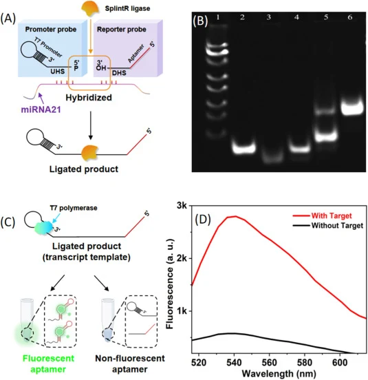 (A) Schematic of the SplintR ligase-mediated probe assembly process in the presence of miRNA-21. (B) Agarose gel electrophoresis analysis: Lane 1, DNA marker (25–500 bp); Lane 2, DNA donor oligonucleotide; Lane 3, acceptor DNA oligonucleotide; Lane 4, DNA donor + acceptor oligonucleotides; Lane 5, c