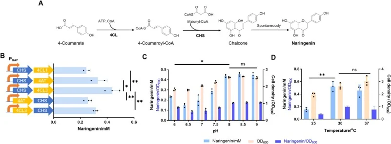 Construction and optimization of naringenin cell factory. (A) Biosynthetic pathway of naringenin. 4CL: 4-coumarate-CoA: ligase; CHS: chalcone synthase. Effects of biosynthetic pathway enzymes (B), cultural pH (C) and temperature (D) on naringenin biosynthesis. PGAP, a constitutive promoter. *p < 0.0
