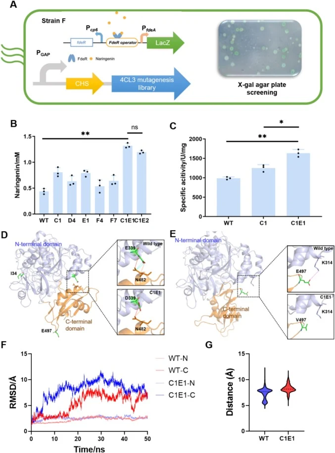 Directed-evolution of 4CL3 in naringenin cell factory. (A) Scheme of high-throughput screening. The FdeR-based naringenin biosensor was used, with LacZ as a reporter, and olive-green clones were selected on M9Y agar. PGAP, a constitutive promoter. Comparison of wild-type 4CL3 (WT) and its mutants in