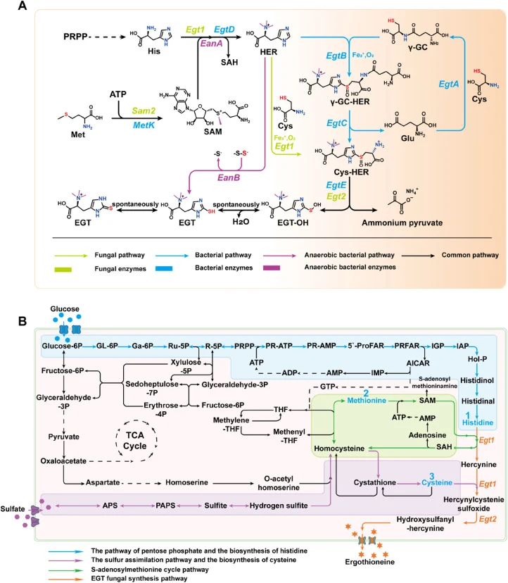 本研究生物代谢过程示意图。A,EGT的不同生物合成途径;B,酿酒酵母中的EGT生物合成途径。(GL-6P,葡糖酸内酯-6-磷酸;Ga-6P,葡糖酸-6-磷酸;Ru-5P,核酮糖-5-磷酸;R-5P,核糖-5-磷酸;PRPP,磷酸核糖焦磷酸)