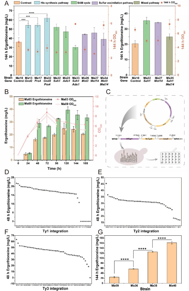 Combination and overlay integration fermentation screening between modules. (A, Modular double gene combination overexpression fermentation; B, TDH3 strong promoter replacement strain fermentation; C, ty multi-copy integration screening schematic; D, ty1 multi-copy integration deep well plate fermen