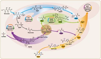 Application of the modular strategy to the production of erg