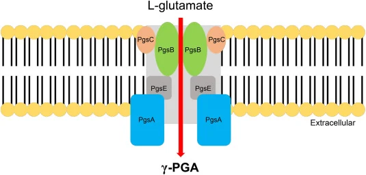谷氨酸依赖型菌株中聚γ-谷氨酸(γ-PGA)的合成途径(图1/图2)。