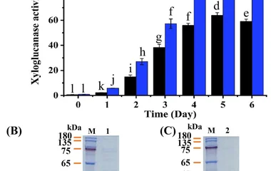 Optimized expression of TaXEG12 in K. phaffii . (A) Recombinant strains TaXEG12-wt and TaXEG12-opt (schematic). (B) Enzy