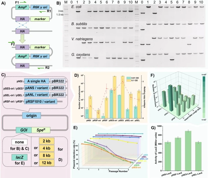 穿梭质粒的构建与表征。(A) 单同源重组质粒设计示意图。(B) 基因组单交换同源重组的PCR验证，左为F1/R1引物，右为F2/R2，泳道0为对照。
