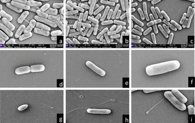 黄麻纤维脱木质素：三株芽孢杆菌的功能与基因组学解析