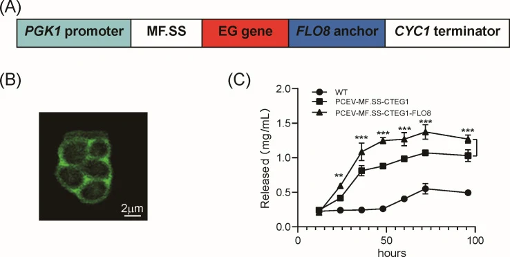 Surface-display design and evaluation. ( A ) Schematic of the gene cassette used for surface display, comprising the secretion signal peptide MF.SS , the EG insert, and the FLO8 flocculin anchor. ( B ) Detection image using laser confocal microscopy, visually demonstrating the effect of surface disp