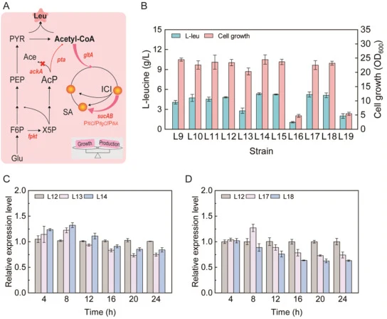 Enhancing acetyl-CoA supply promotes L-leucine production. (A) Schematic representation of overexpressing the NOG pathway and dynamic regulation of the gltA, sucAB genes in the TCA cycle. (B) L-leucine production and cell growth (OD600) by different strains under shake flask fermentation. (C) Transc