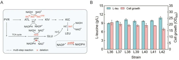 强化NADPH供应以提高L-亮氨酸产量。(A) 驱动辅因子再生和利用NADPH依赖性酶的工程策略示意图。(B) L37-L42的L-亮氨酸产量和细胞生长(OD600)。