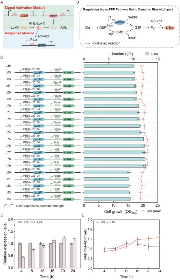 Effects of regulation zwf by DBS on L-leucine production. (A) Schematic representation of partial DBS; (B) Regulation targeting gene zwf by DBS; (C) L-leucine production and cell growth (OD600) of L65-L84. (D) Transcript levels of zwf in strain L79. (E) Intracellular NADPH/NADP+ ratio at different f