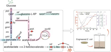Multi-module metabolic engineering of Escherichia coli for h