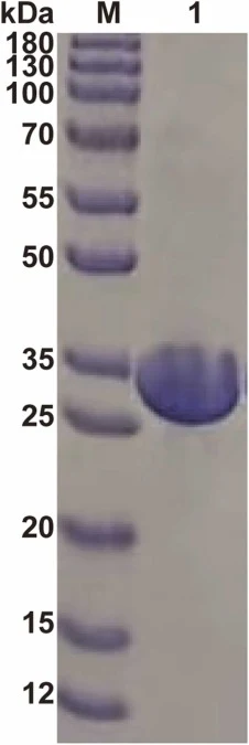 SDS-PAGE分析纯化的RwAly5A。蛋白质分子量标准(泳道M);纯化的重组RwAly5A(泳道1)。