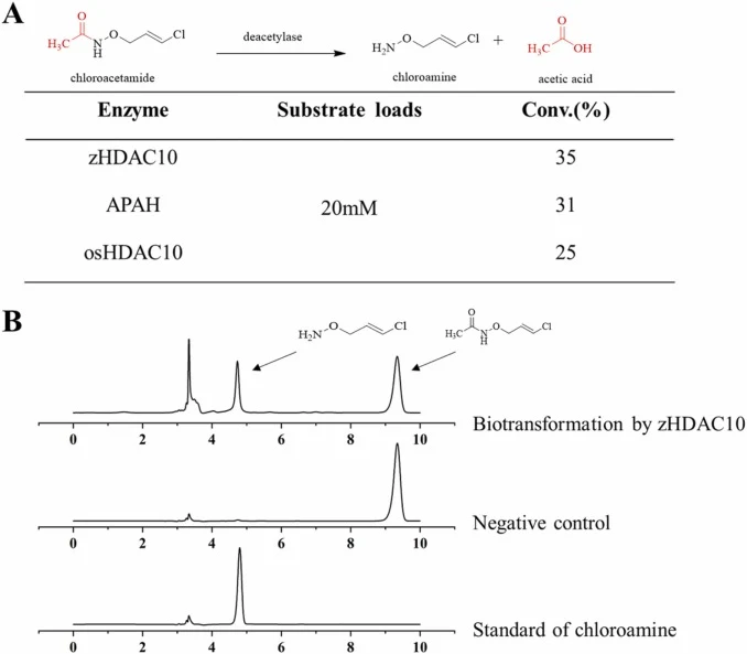三种酶作用于底物氯乙酰胺的活性测定。(A) 三种去乙酰化酶(zHDAC10、APAH、osHDAC10)催化氯乙酰胺转化的比较。(B) 使用高效液相色谱(HPLC)比较氯乙酰胺的生物催化结果。