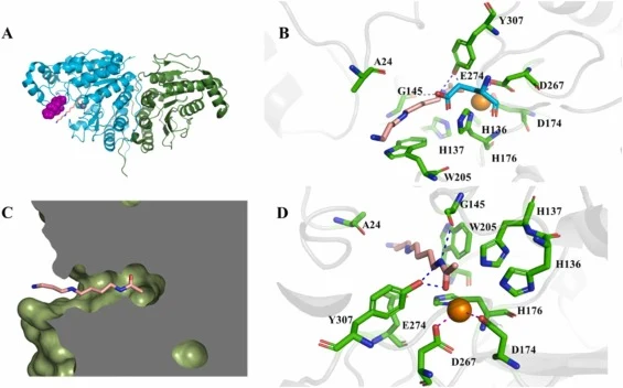 Overall structure and catalytic mechanism of zHDAC10. (A) Overall structure of zHDAC10, the structural domain of acetylpolyamine deacetylase (PDAC, blue) of unknown catalytic function (ΨDAC, green); 310 helix is marked in purple; substrates are shown in pink. (B) The glutamate at site 274 points to