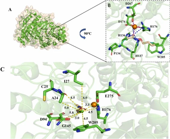 Model structure of zHDAC10 docked with chloroacetamide. (A) Overall model of zHDAC10 docking with chloroacetamide. (B) The interaction diagram of zHDAC10 with chloroacetamide is shown by zooming in and rotating counterclockwise by 90°; chloroacetamide is displayed in pink; the amino acid residues ar