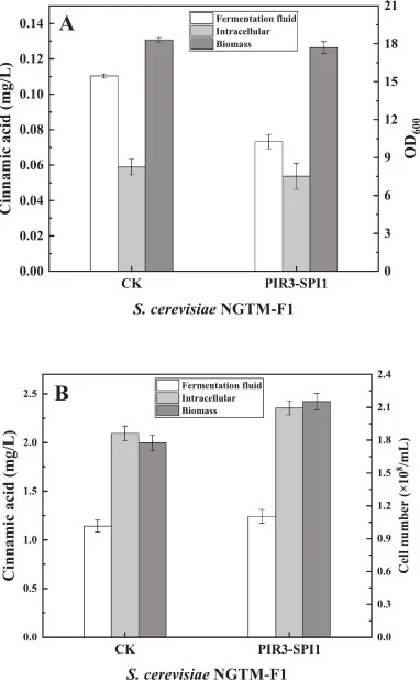 Overexpression of PIR3 and SPI1 in S. cerevisiae NGTM-F1 for cinnamic acid synthesis. (A) Under the YPD culture medium. (B) Under the 250 g/L TFS sugarcane molasses. CK means S. cerevisiae NGTM-F1 harbors the empty plasmid Yep352-KanMX. Data are presented as the mean ± standard deviation (SD) of thr
