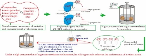 Engineering stress tolerance in Saccharomyces cerevisiae by 