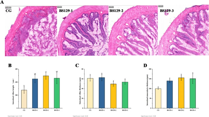 Representative histological images of the intestine of juvenile Micropterus salmoides treated with Bacillus subtilis-derived postbiotics (Scale bar: 100 μm) (A) and morphological changes (B-D: IVH, intestinal villus height; IVT, intestinal villus thickness; IMT, intestinal muscularis thickness) The