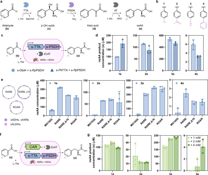 a Designed biochemical pathway featuring reactions catalyzed by a TTA, PSDH, and AT. b Screening of the biosynthesis pat
