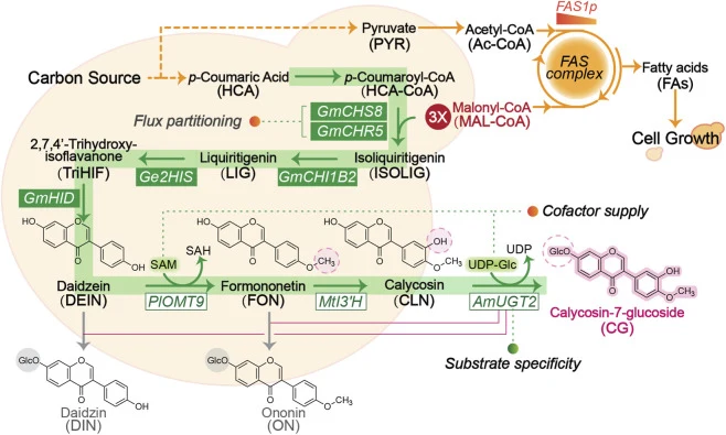 Engineering the complete biosynthesis of bioactive CG in yeast. A synthetic CG pathway was rebuilt and metabolically opt