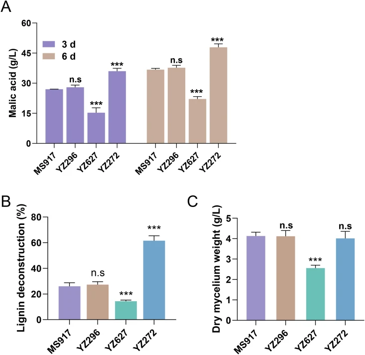 Optimizing lignin degradation for enhanced malic acid production from corncob. (A) The titers of malic acid produced by M. thermophila strains when grown on 75 g/L corncob for 3 d and 6 d in shaking flasks. Two laccases (Mycth_75296 and Mycth_51627) and one DyP (Mycth_2111272) were independently ove