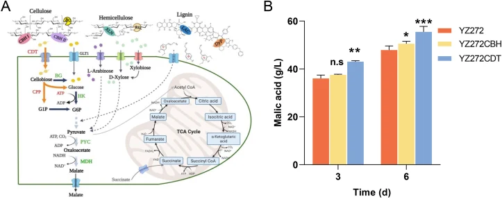 Enhanced malic acid production through improvement of cellulose utilization. (A) Schematic representation of malic acid production by M. thermophila using plant biomass. CBH, cellobiohydrolase; BG, β-glucosidase; XLN, xylanase; BXL, β-xylosidase; LAC, laccase; DyP, dye-decolorizing peroxidase; HK, h