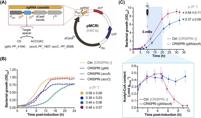 CRISPRi-mediated gene repression in P. putida for boosting acetyl-CoA availability. (A) Schematic representation of vector pMCRi, used for single-guide RNA (sgRNA)-based, 3-methylbenzoate (3-mBz)-inducible CRISPRi. This streptomycin resistant (SmR)-vector contains dCas9 Sp (dead Cas9 gene from Strep