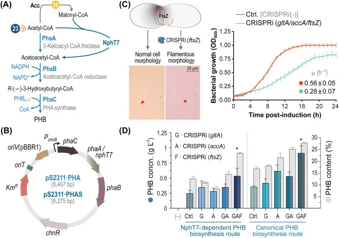 Engineering synthetic pathways for poly(3-hydroxybutyrate) (PHB) biosynthesis in P. putida. (A) Canonical and NphT7-dependent PHB biosynthesis routes. In the alternative route, NphT7 mediates the malonyl-CoA–dependent synthesis of acetoacetyl-CoA. The two key reactions producing or consuming acetyl-