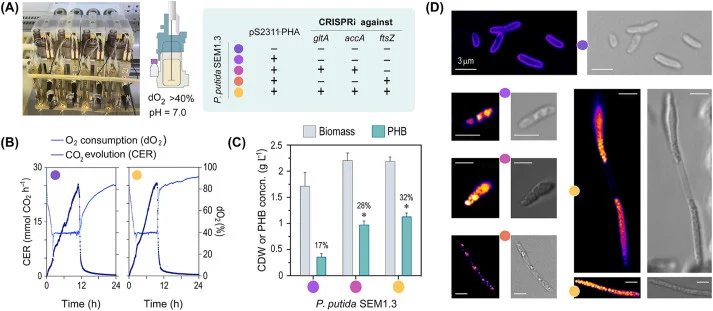 Poly(3-hydroxybutyrate) (PHB) biosynthesis in rewired P. putida strains in automated bioreactor cultures. (A) The Ambr™ 250 bioreactor system was used for controlled cultivation of the P. putida strains (derived from P. putida SEM1.3) indicated in the table. The same color code identifies the differ