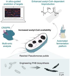 Model-guided dynamic control of essential metabolic nodes bo