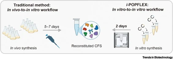 i-POPFLEX: a modular reconstituted CFS containing in vitro-produced translational machinery. In contrast to traditional in vivo expression and manual purification, our lysate-based, fully in vitro approach synthesizes all components and assembles them with high precision using an automatic liquid-ha